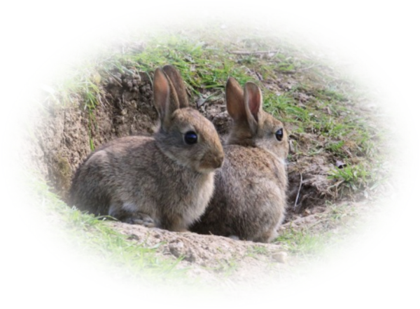 Fiatal regi nyulak. Mret: 600 x 441 s 716 KB. Formtum: PNG