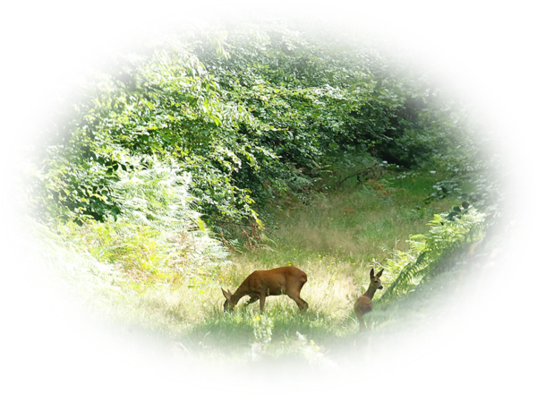 Legel zek. Mret: 600 x 441 s 736 KB. Formtum PNG.