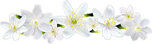 Fehr apr virgok. Mret: 501 x 147 s 33, 0 KB. formtum: GIF.