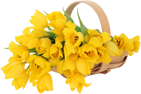 Egy kosr srga tulipn.